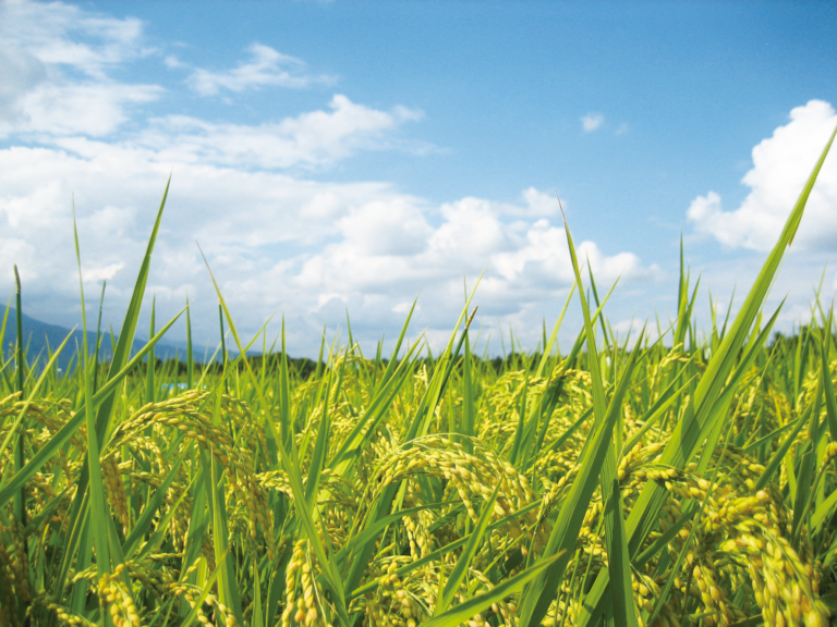 NPO法人 瀬戸内海環境会議 村瀬道幸事務局長からのメッセージ